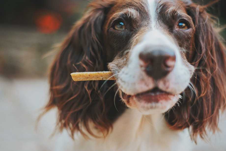 snacks mejor comida perros
