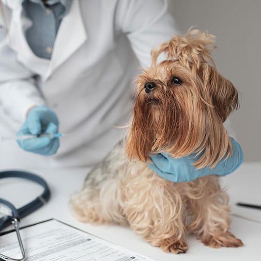 Perro veterinario vacuna
