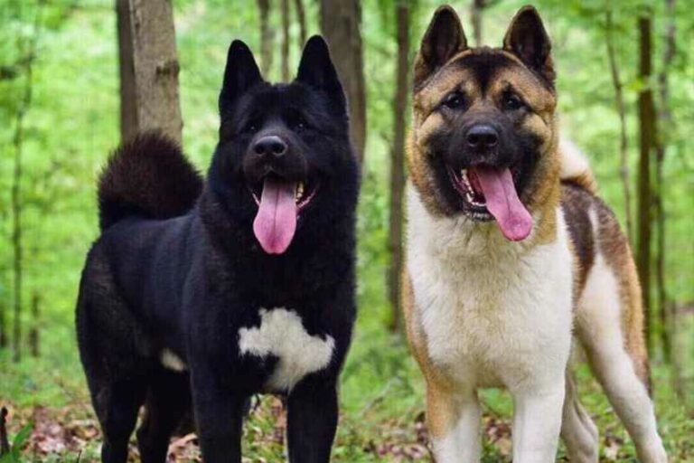 Akita Americano, el Gran Perro Japonés | Smylepets