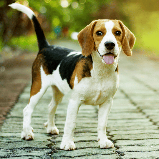 Beagle, el perro que trabaja en aduanas