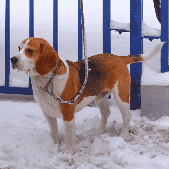 Beagle Harrier en la nieve