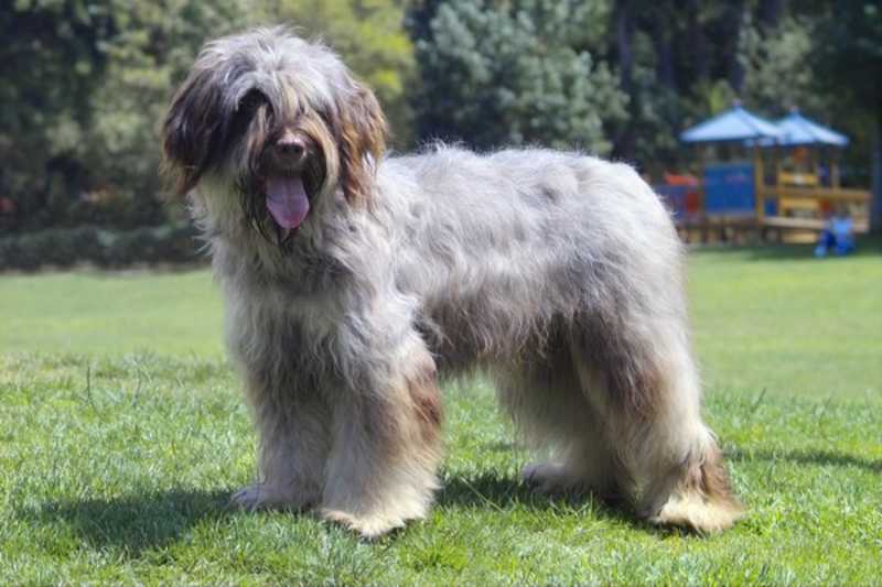 Cão da Serra de Aires color gris