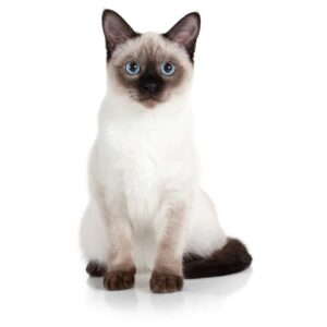 Gato Siamés, el simpático de ojos azules