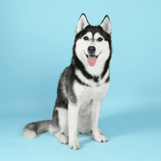 Alaskan Husky: Un perro con apariencia de lobo