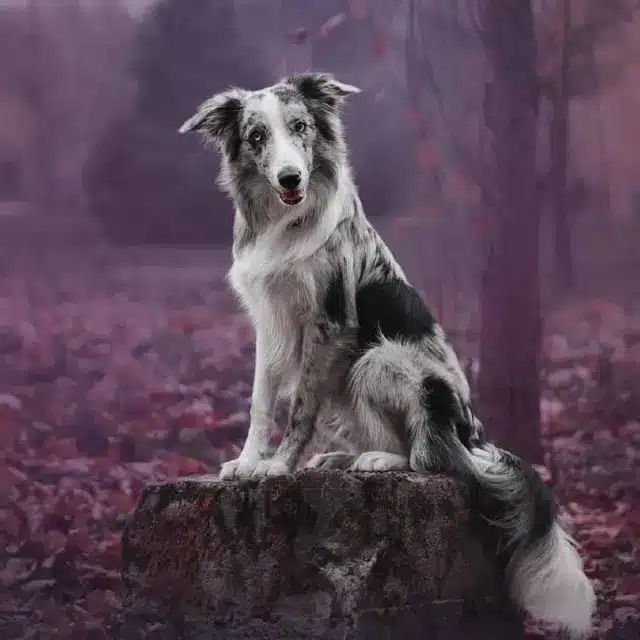 Collie, el perro más inteligente del mundo | Smylepets