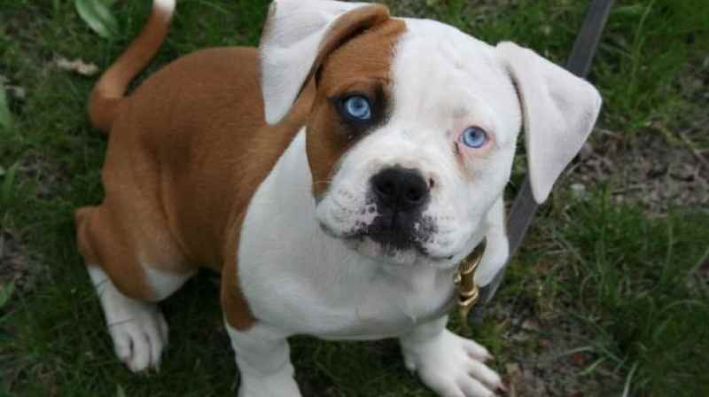 bulldog americano ojos azules