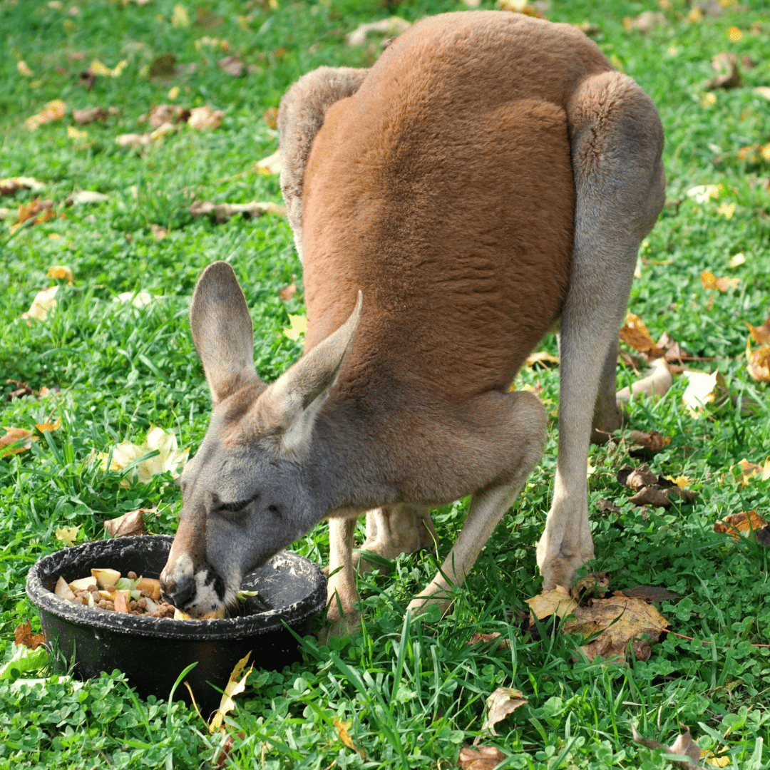 canguro comiendo en la hierva
