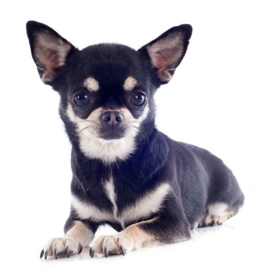 Chihuahua, el perro más pequeño del mundo