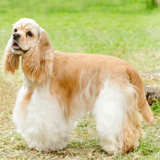 Cocker Spaniel Americano, un perro elegante y señorial