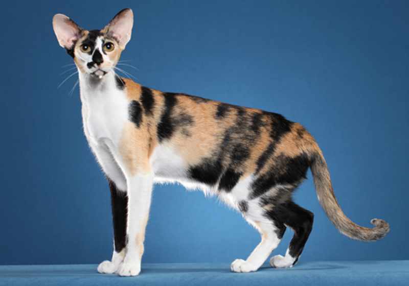 gato oriental de pelo corto tricolor