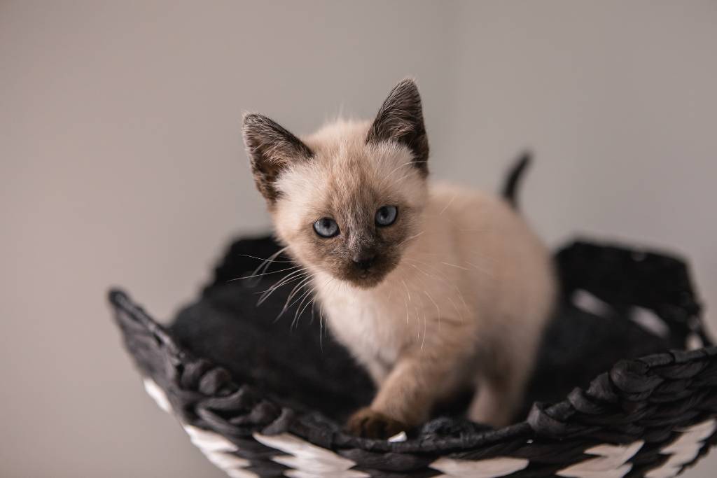 Chapoteo Línea de visión Hollywood Gato Siamés, el simpático de ojos azules | Razas de gatos | Smylepets