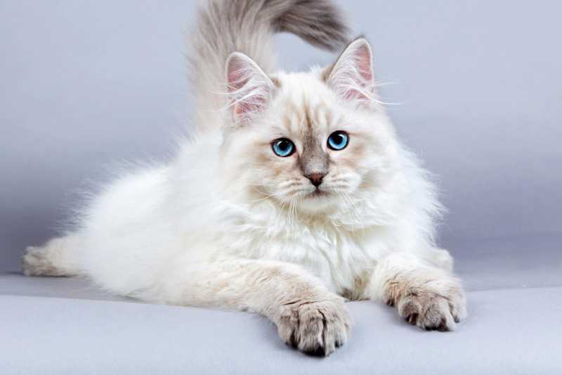 gato siberiano blanco