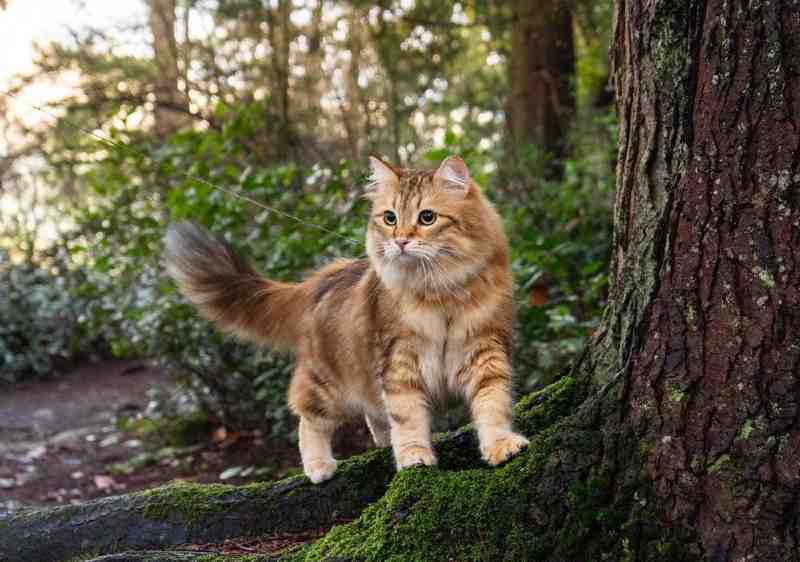 gato siberiano color sunshine