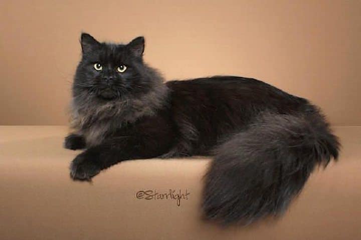 gato siberiano negro