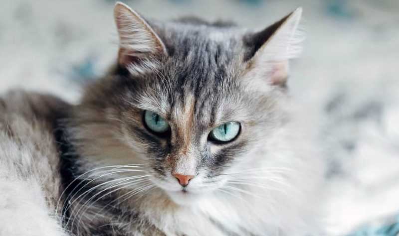gato siberiano con los ojos verdes