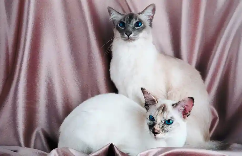gatos siameses blue point y lilac point