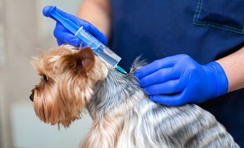 vacuna contra la leishmaniasis canina