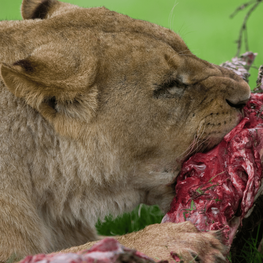 ¿Qué comen los leones? | Smylepets