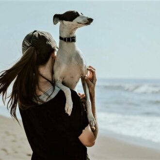 playa para perro galgo
