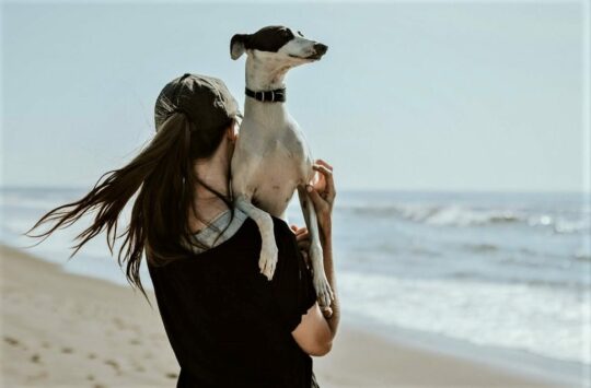 playa para perro galgo
