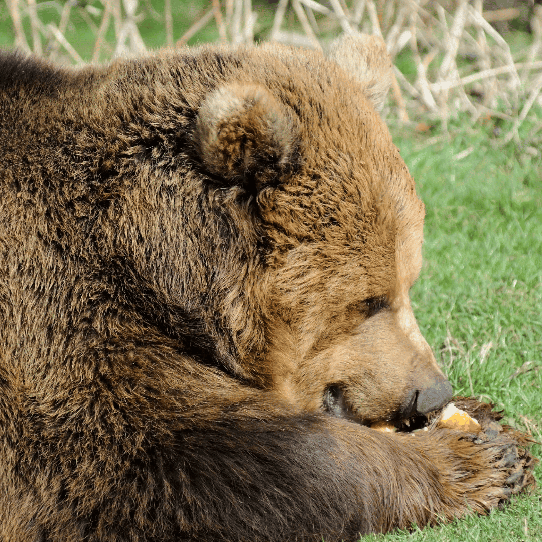 oso comiendo en la hierva