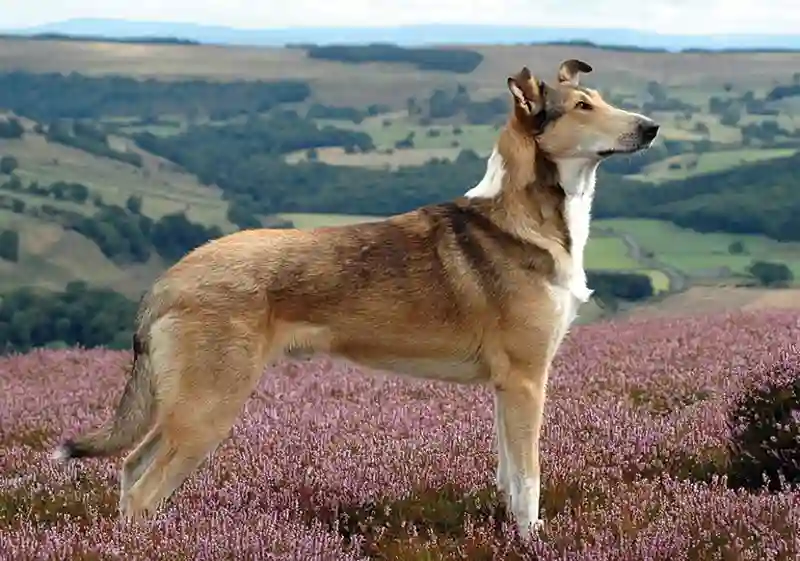 smooth collie color sable