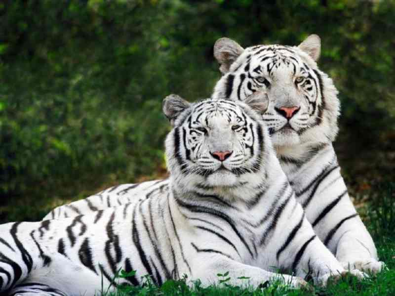 tigre blanco