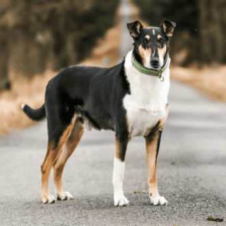 Collie de Pelo Corto con collar verde