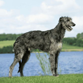 Deerhound en la hierba y con agua de fondo