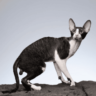 gato cornish rex