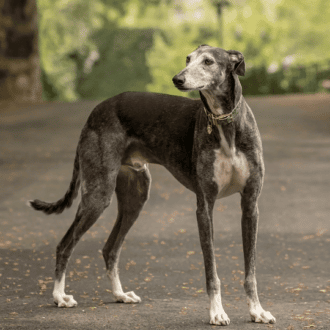 Galgo español