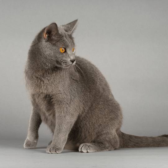 gato Chartreux gris