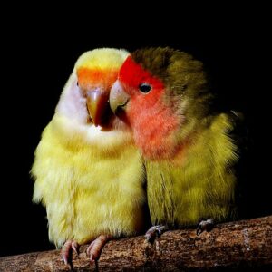 Los agapornis o “inseparables”, ¿la especie más cariñosa del reino animal?