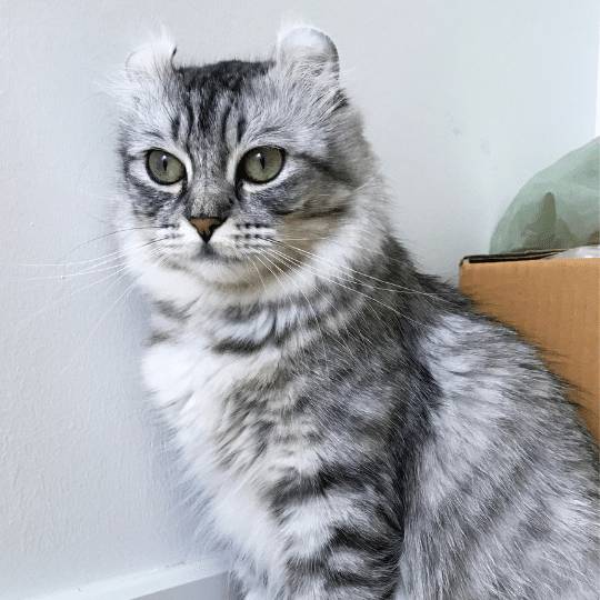 Gato American Curl, orejas únicas y curveadas