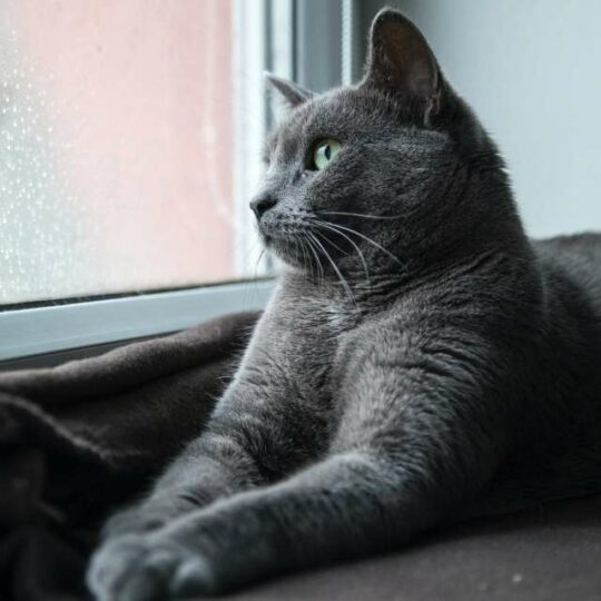 Gato Azul Ruso, un compañero único de ojos brillantes
