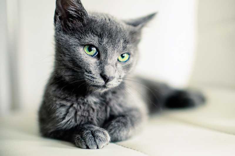 gato ruso azul