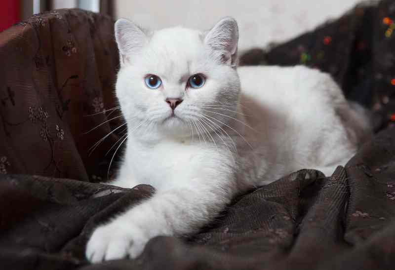Gato británico de pelo corto blanco