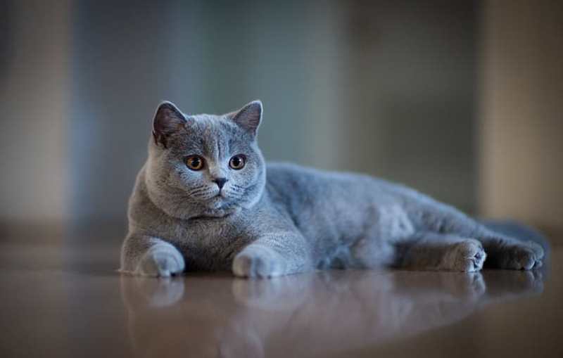 Gato British Shorthair, la mascota peluche | Razas de gatos | Smylepets