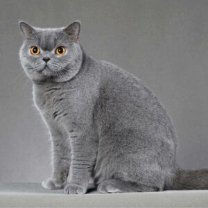 Gato British Shorthair, la mascota peluche