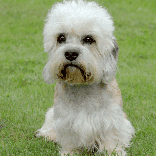 Dandie Dinmont Terrier, el perro cazador de nutrias