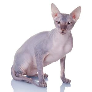 Gato Don Sphynx, delgado y sin pelo