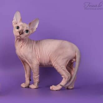 don sphynx gato donskoy