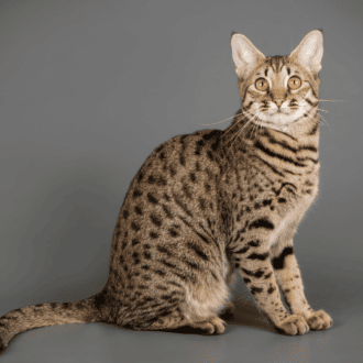 gato Savannah