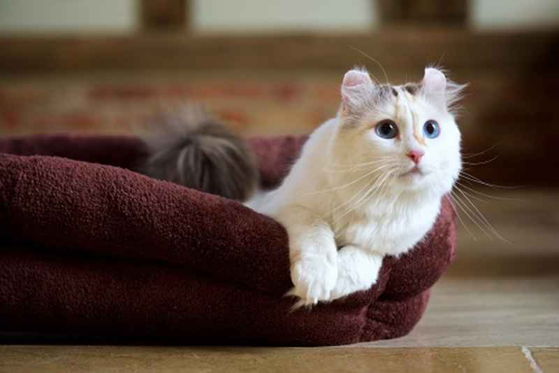 gato american curl blanco