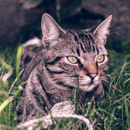 gato brazilian shorthair en la hierba