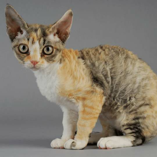 Gato Devon Rex: Inteligente, juguetón y muy sociable