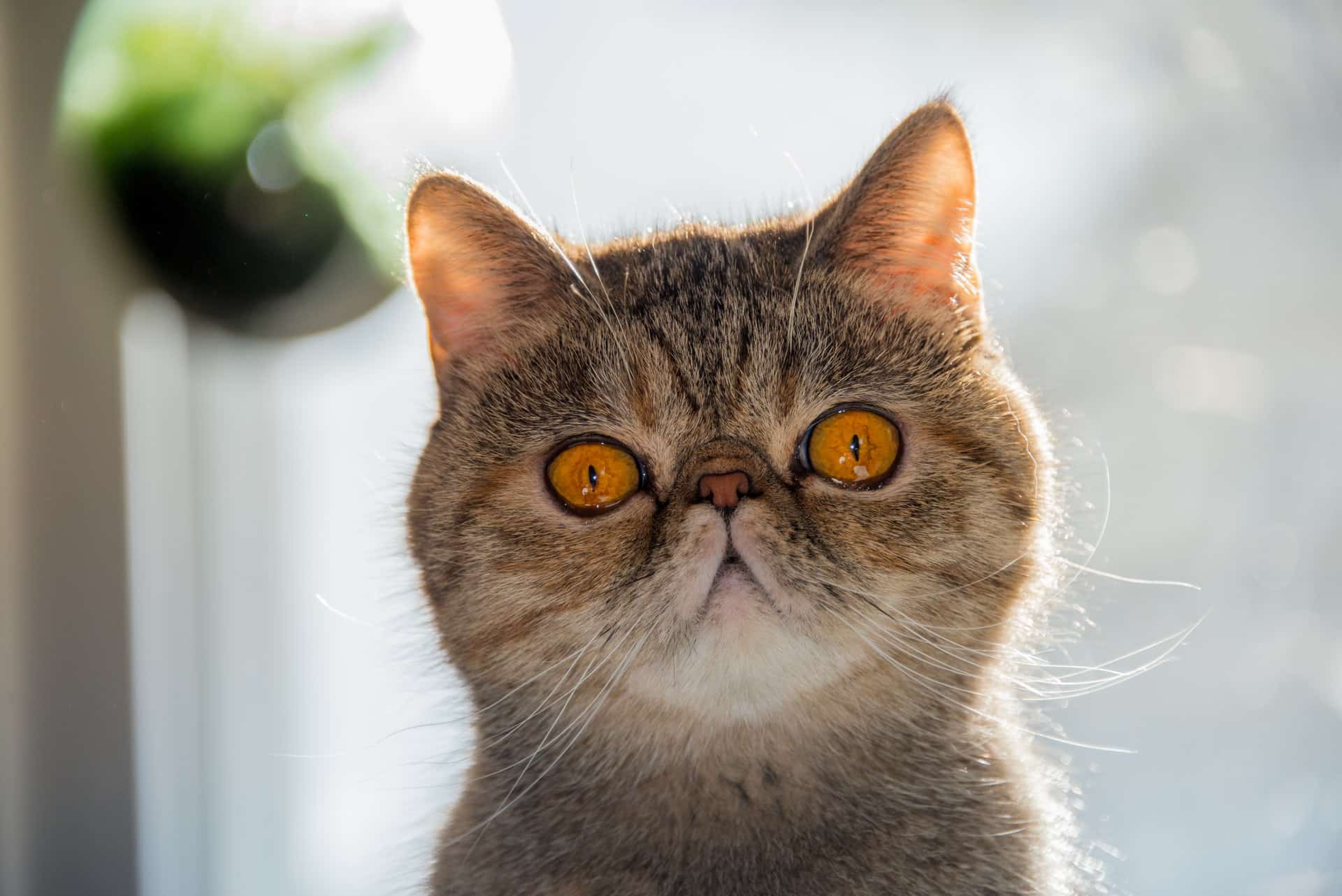 Gato de corto: el persa más faldero | Razas de gatos | Smylepets