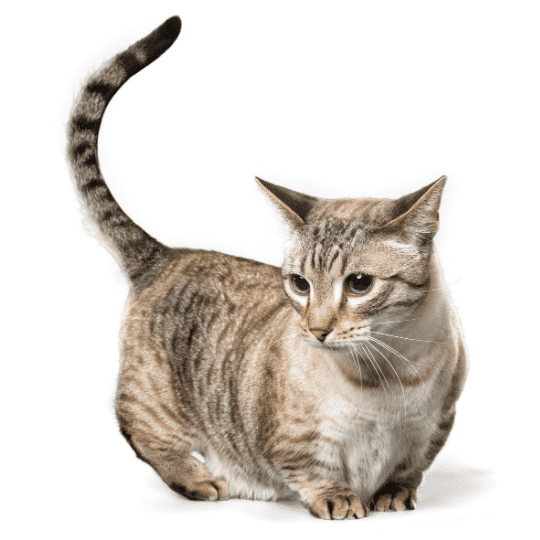 Gato Munchkin, el original felino de patas cortas