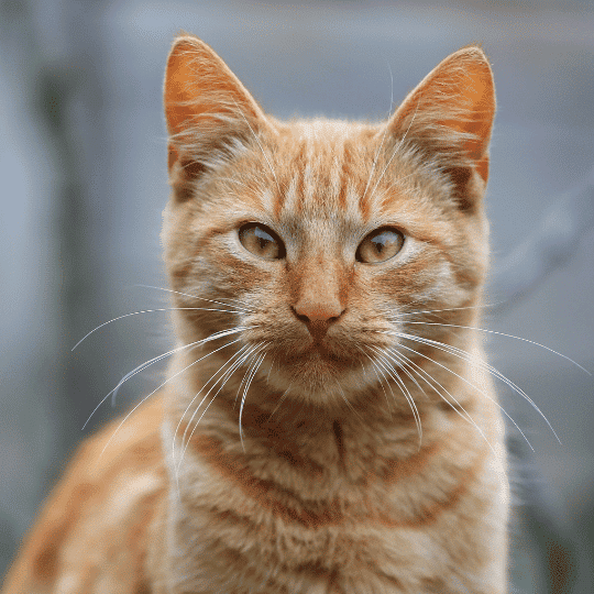 gato rojo de frente