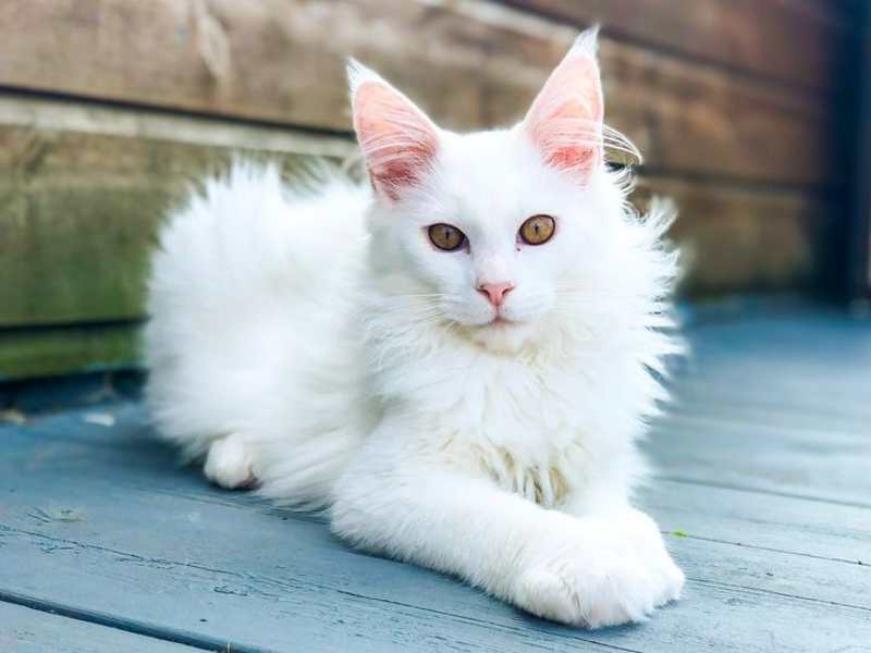 gato maine coon blanco